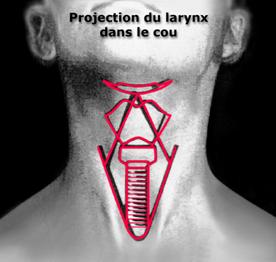 Projection du larynx dans le cou
